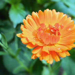 2100626 0872 RingelBlume