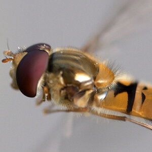 2010 07 13 Schwebfliege 01 02