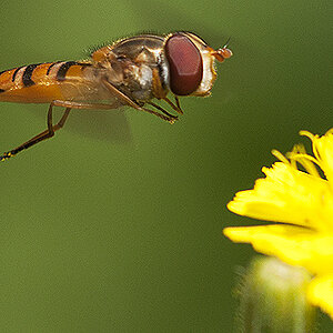 2010 07 13 Schwebfliege 17 02