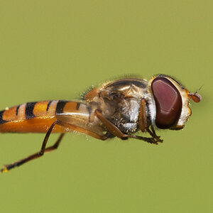 2010 07 13 Schwebfliege 22 02