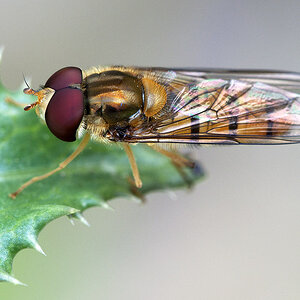 2010 07 11 Hain-Schwebfliege 24 01
