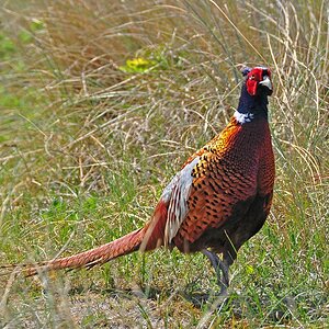 comp DSC 0670a