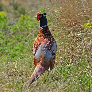 comp DSC 0674a