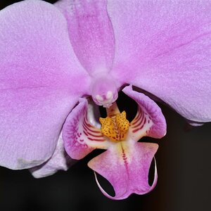 Phaleonopsis