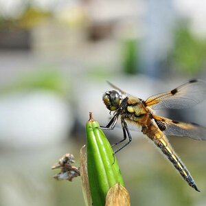 Libelle
