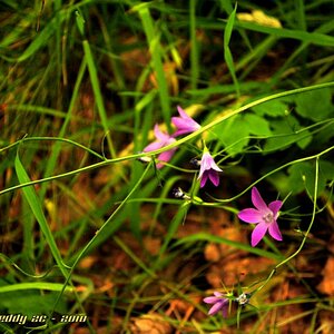 Wiesenblumen