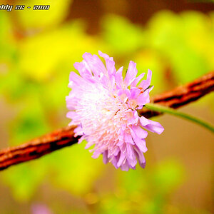 Sommerblume und Rostiges Stahlseil