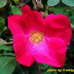 Wilde Rose
