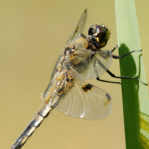 2010 06 27 Vierflecklibelle 06 022