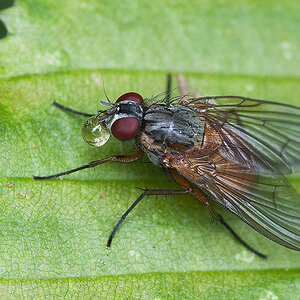 2010 06 03 Fliege mit Tropfen