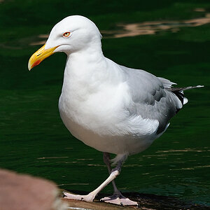 Westmöwe (Larus occidentalis)