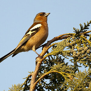 MOT6729 Vogel