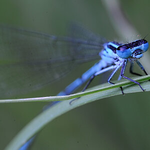 LibelleBlauVWebCAA 0803