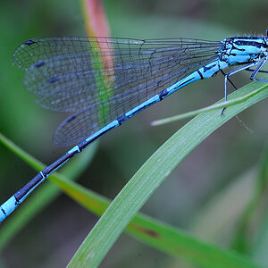 LibelleBlauWebCAA 0799