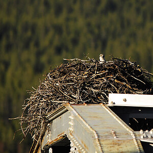Nest auf Bruecke