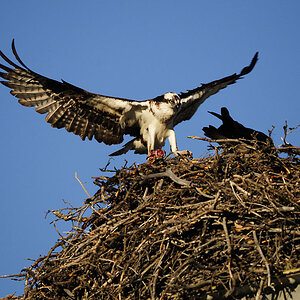 Anflug des Maennchens