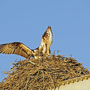 Anflug aufs Nest