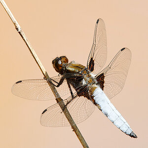 2010 06 27 Plattbauchlibelle 05 021