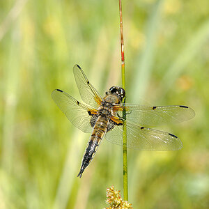 2010 06 27 Vierflecklibelle 20 02