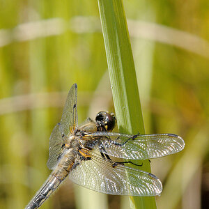 2010 06 27 Vierflecklibelle 07 02