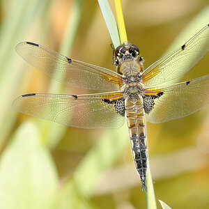 2010 06 27 Vierflecklibelle 08 021