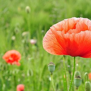Mohn #2