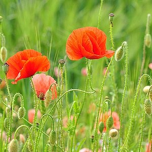 Mohn #1