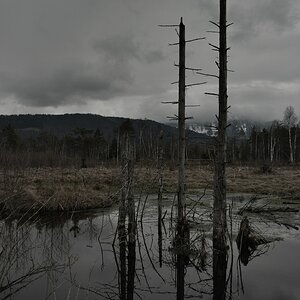 Bäume 2