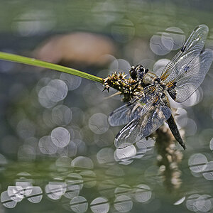 DSC 7479 NFF