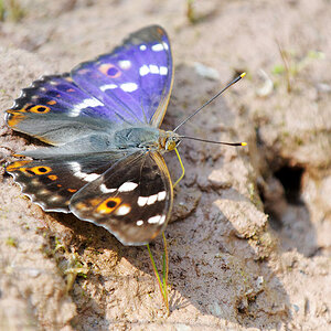 2010 06 28 Kleiner Schillerfalter 01 02