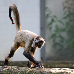 Affe
7593