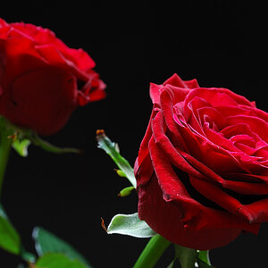 Rose 1