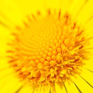 gelbe Blume Forum