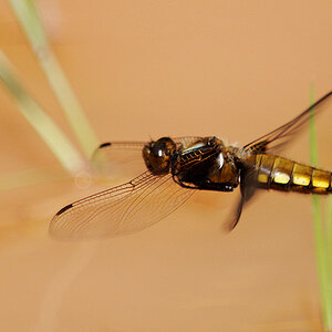 2010 06 28 Plattbauchlibelle im Vorbeiflug 05 02