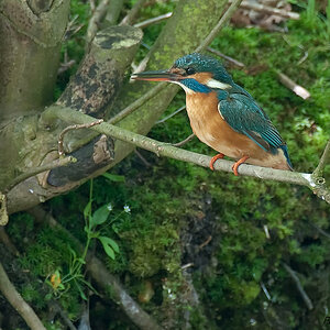 eisvogel 3