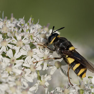 2010 07 05 Waffenfliege 39 01