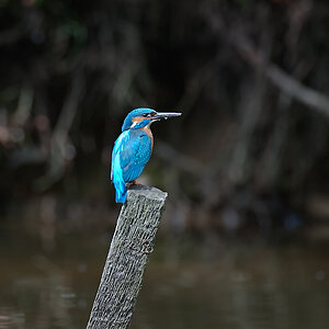 Eisvogel