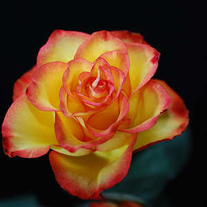 Rose 2