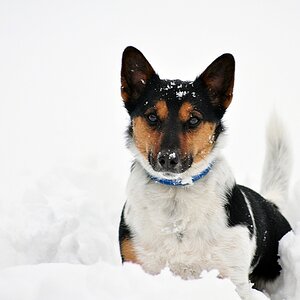 Meilo guckt aus Schnee