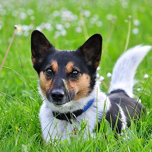 Meilo im Gras