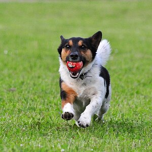 Meilo läuft mit Ball