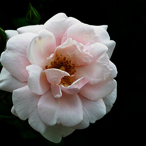 Heckenrose