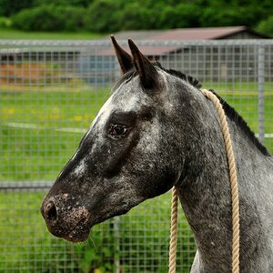 comp DSC 0090
