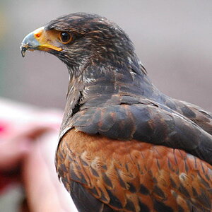 Adler