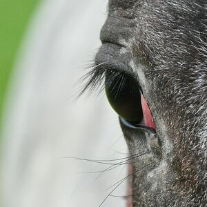 comp DSC 0134a