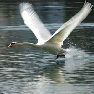 Schwan