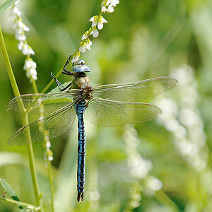 2010 06 28 Königslibelle 02 02