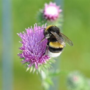 Hummel auf Kratzdistel
