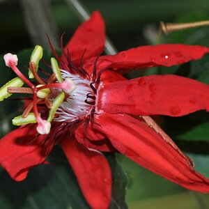 Exotische Blüte mit Stempel und Staubblättern