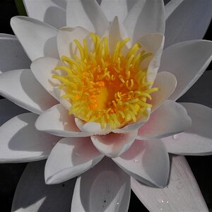 Seerose